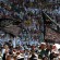 BLUNDER OF THE “POLITICAL-ANIMAL” REGIME (Highlighting the Disbandment of Hizb ut Tahrir – Part 1)